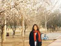 Springtime in Tianjin: Blossoms, Locals, and Love 🌸🇨🇳