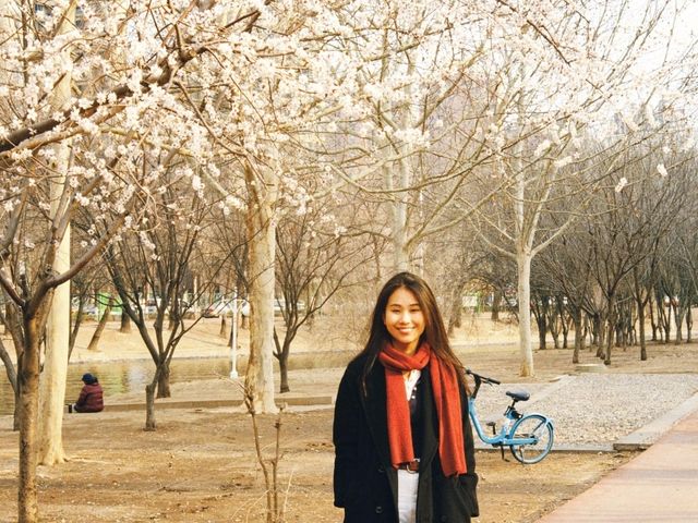 Springtime in Tianjin: Blossoms, Locals, and Love 🌸🇨🇳