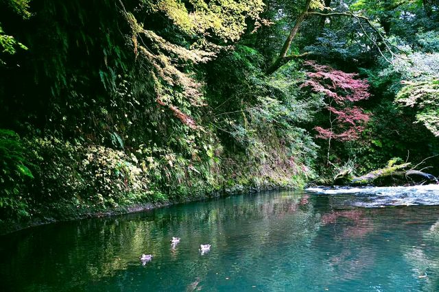日本小眾旅遊神仙景點-鶴仙溪！