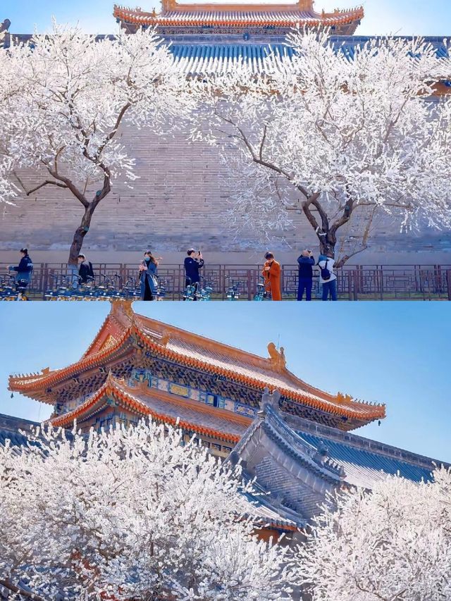 故宮賞花全攻略，錯過等一年！