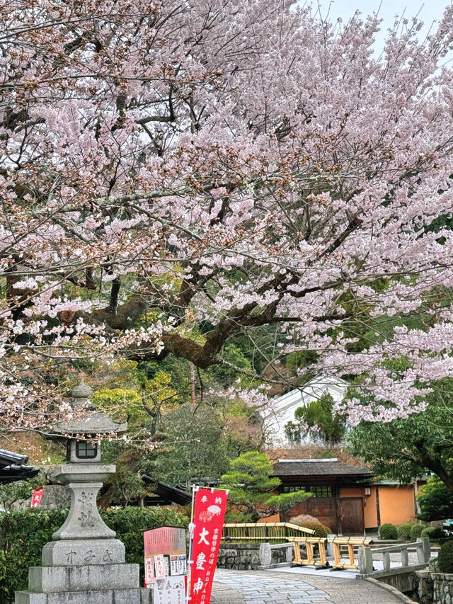 岩屋寺嘅櫻花，美到心靈深處💕