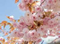 🌸在釜山民主公園，邂逅春天的粉色來信
