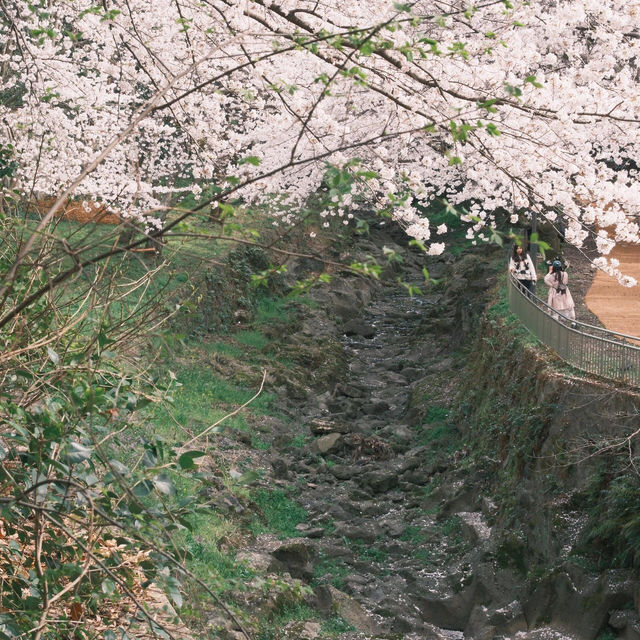 濟州島市內寶藏小眾櫻花打卡路線city walk🌸
