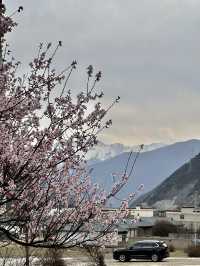 比起嘎拉桃花村，我更愛沿途的雪山和桃樹