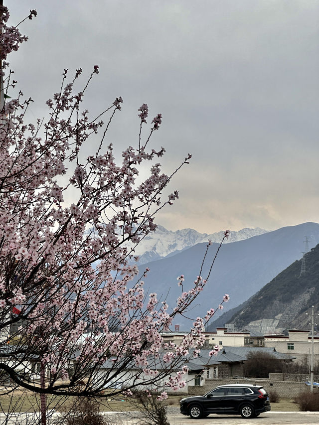 比起嘎拉桃花村，我更愛沿途的雪山和桃樹