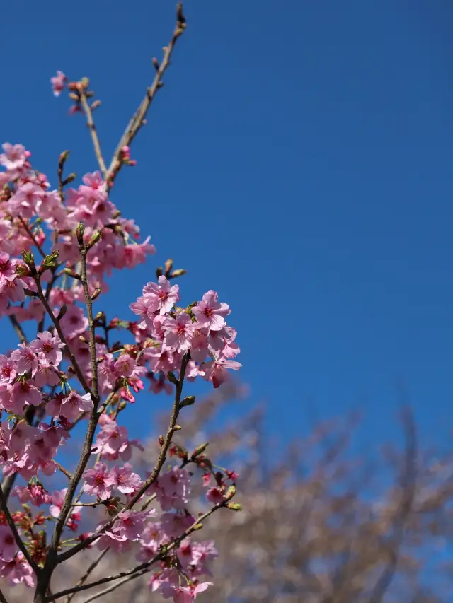 無錫賞櫻花🌸拈花灣賞櫻攻略嚟啦～