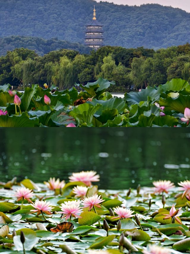 杭州賞荷花攻略，打卡避雷看這篇