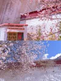 春季賞桃花圖鑑：拉薩行