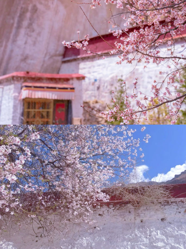 春季賞桃花圖鑑：拉薩行
