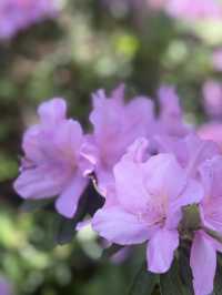 Spring Blossoms: Nature’s Gentle Magic