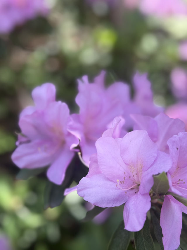 Spring Blossoms: Nature’s Gentle Magic