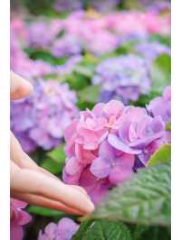 繡球花🌸沙田石門河濱花園