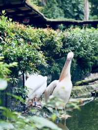 野生世界，生命盎然：新加坡動物園