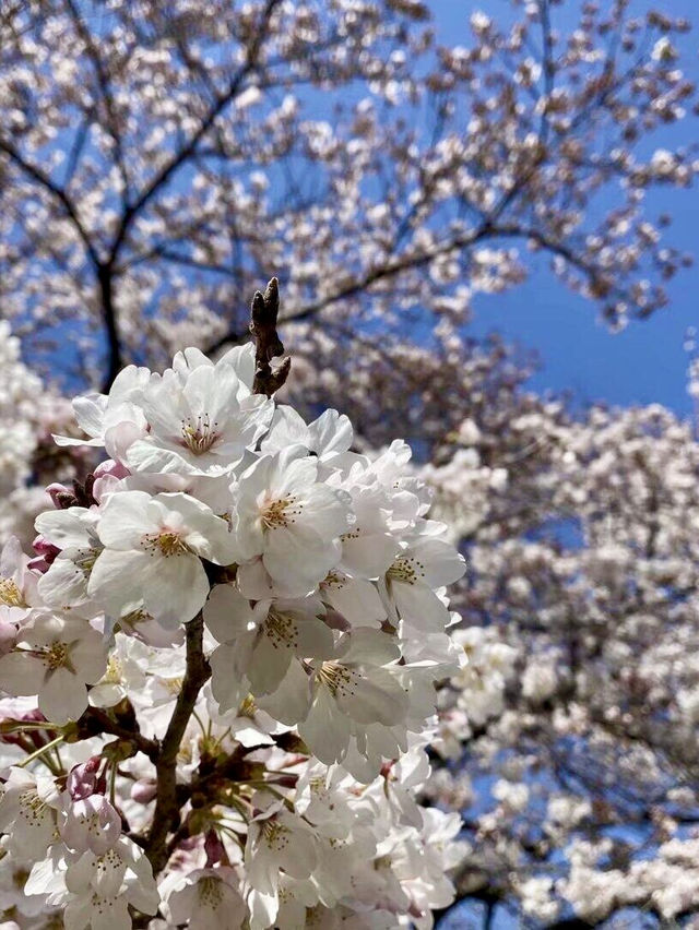 東京櫻花私藏路線！人少景美超出片！
