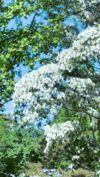 五一賞花新地標！海寧50萬㎡奇幻植物王國等你來探