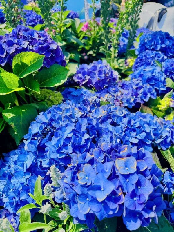 周末打卡香港維多利亞公園花卉展🌺
