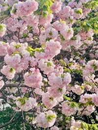 春風中的櫻花浪漫