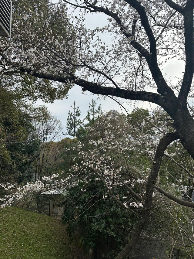 🌸在大阪大學吹田校區，邂逅春日浪漫