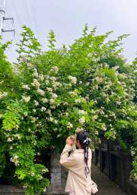虞城大虞春秋旅遊攻略