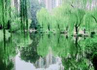 呢度唔止有神樹！北京治癒系帶娃公園！詳見攻略！