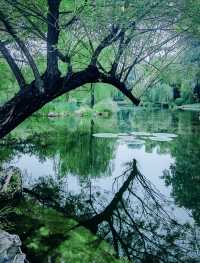 呢度唔止有神樹！北京治癒系帶娃公園！詳見攻略！