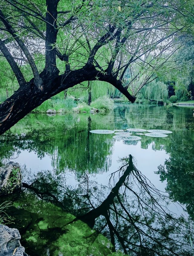 呢度唔止有神樹！北京治癒系帶娃公園！詳見攻略！