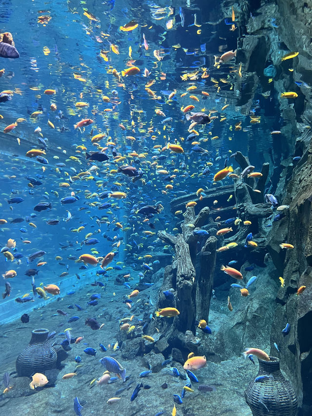海花島遊樂園｜夏日清涼玩水全攻略💦