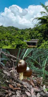 深圳人的秘密後花園：香港這片綠野仙蹤