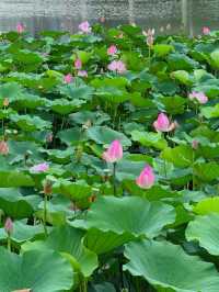 無錫賞荷天花板！雲林生態體育公園攻略