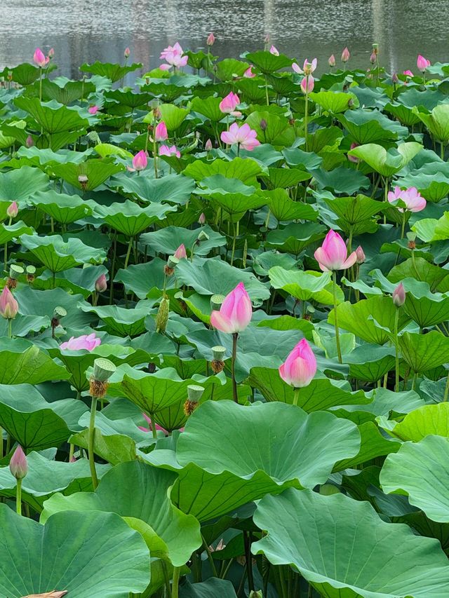 無錫賞荷天花板！雲林生態體育公園攻略