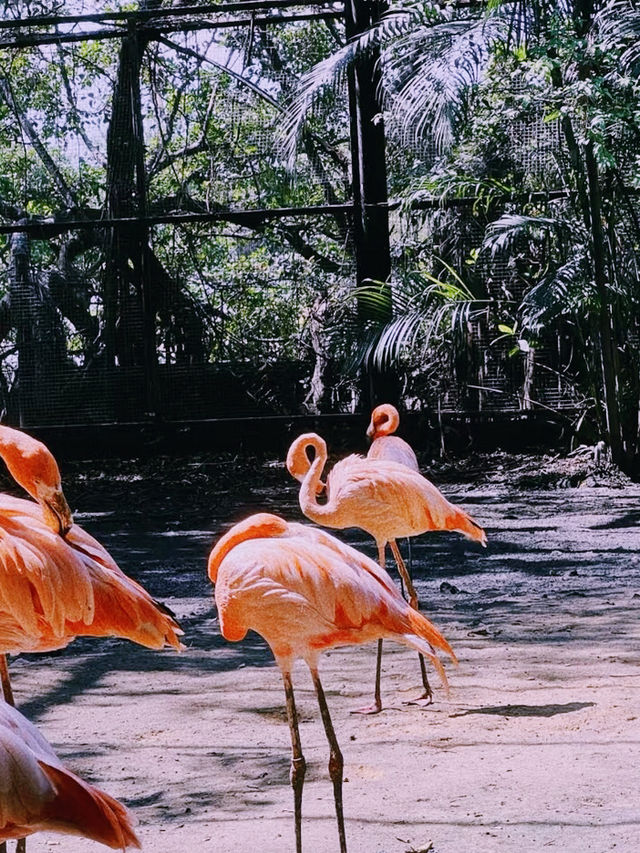 【バンコク動物園ガイド：動物とのふれあい体験】**