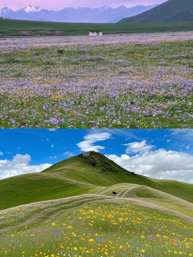 喺川西！去山裡面感受20度嘅夏天