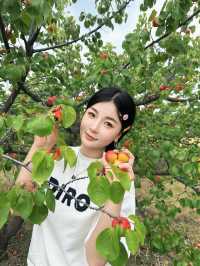 山西大同趙家村摘杏攻略邂逅夏日甜蜜