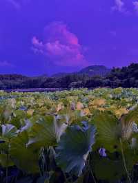 6.27直播，暴雨後嘅西湖晚霞靚到癲！！！！！！！！！