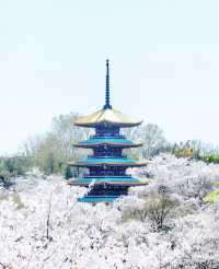 武漢櫻花暴擊！東湖呢場粉紅雪崩，靚到犯規