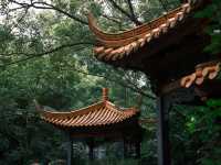 富士直出-闖入廣州蘭圃-靜謐園林美學