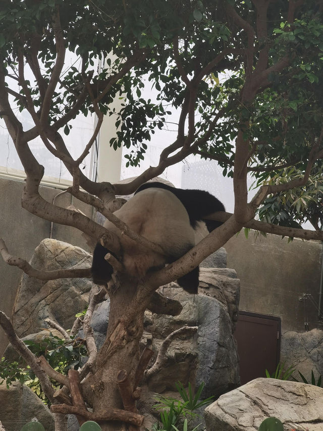 寶寶在香港海洋公園+水上樂園的玩樂攻略來啦📍