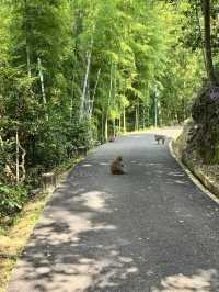 天然氧吧・永春牛姆林的生命樂章