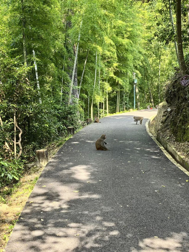天然氧吧・永春牛姆林的生命樂章 天然氧吧・永春牛姆林的生命樂章