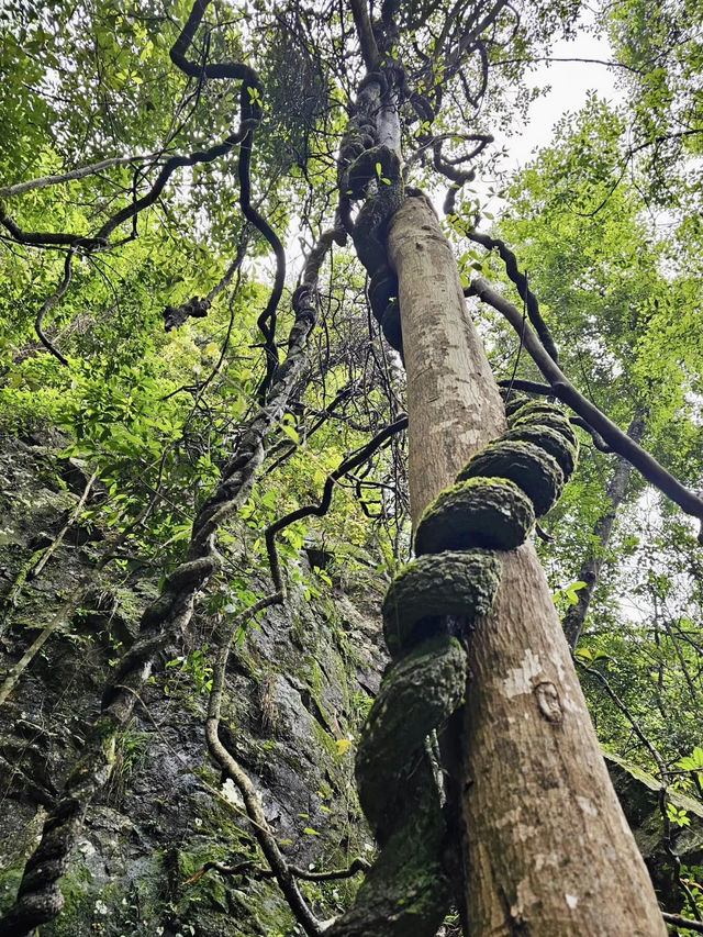 雲端上的遺世桃源──福州永泰雲頂景區