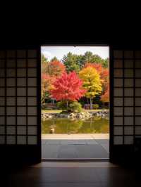 秋遊日本必打卡！日光紅葉季絕景大公開