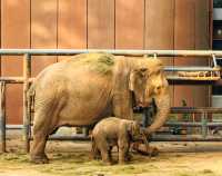 濟南動物園新晉頂流！2個月的小象寶寶必看，治癒一切不開心！