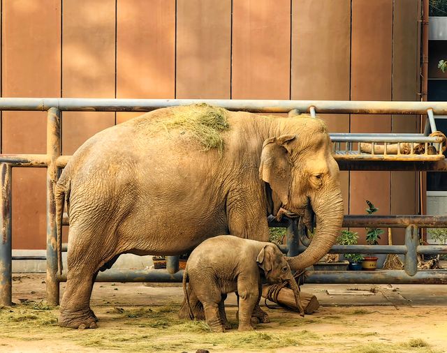 濟南動物園新晉頂流！2個月的小象寶寶必看，治癒一切不開心！