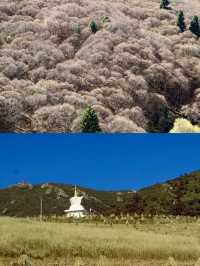 探秘蘭州吐魯溝，盡享森林之美！