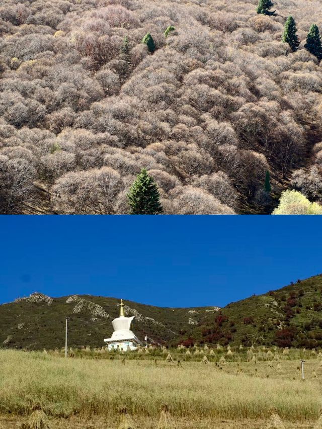 探秘蘭州吐魯溝，盡享森林之美！