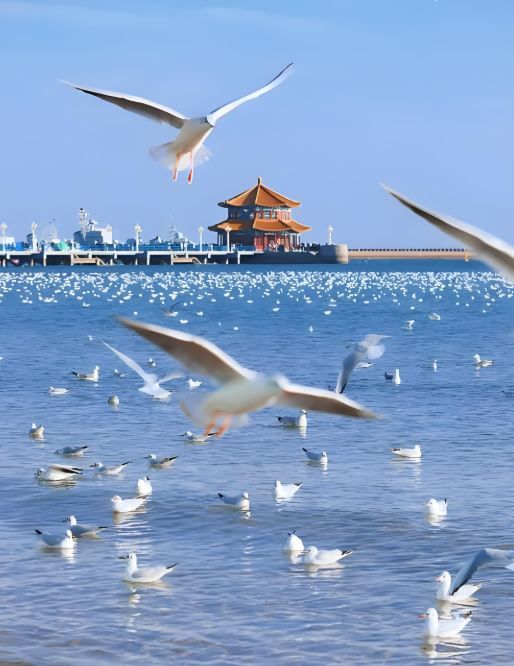 青島棧橋海鷗食堂再開張