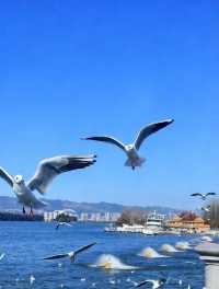 滇池看雲起雲落