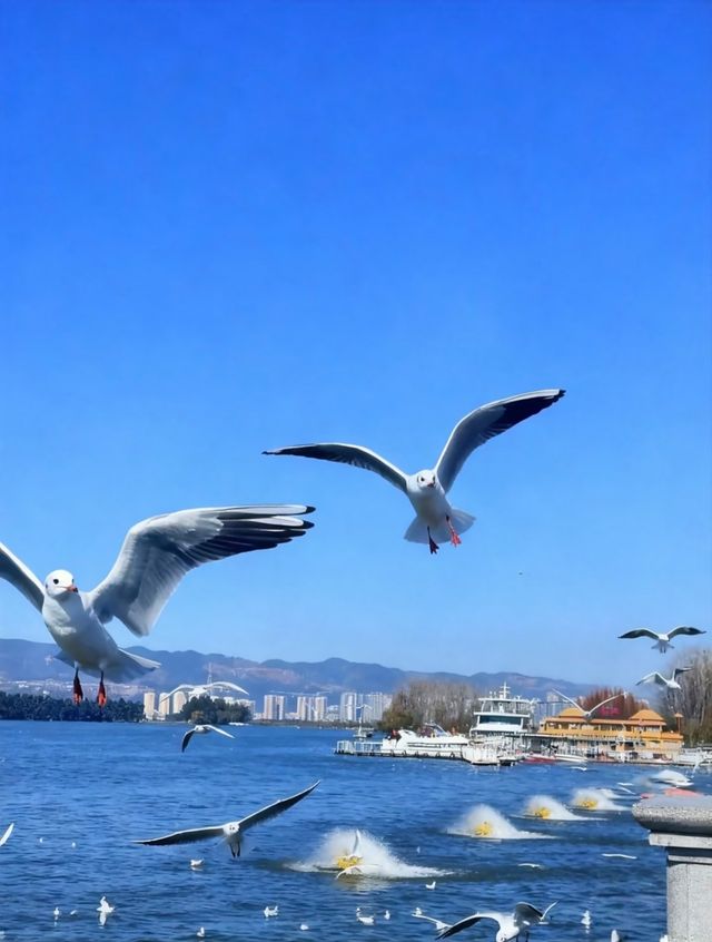 滇池看雲起雲落 滇池看雲起雲落