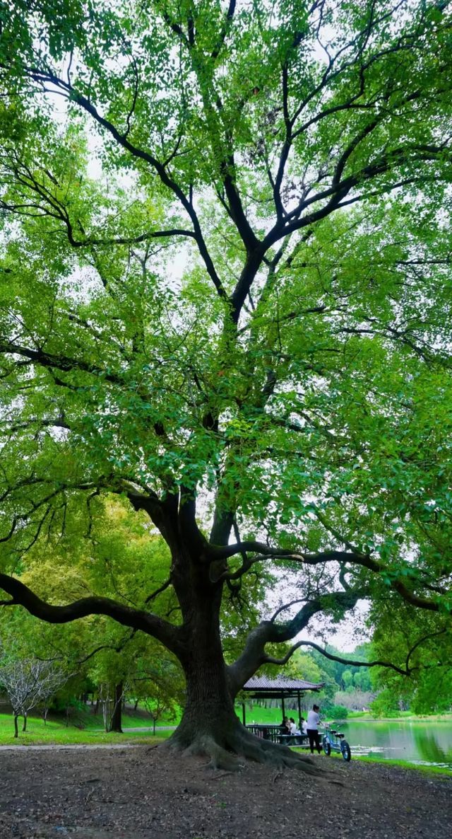 上海必打卡景點——共青森林公園 上海必打卡景點——共青森林公園