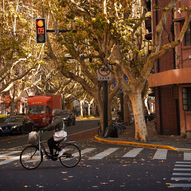 🍂상하이의 가을, 이 도시를 사랑하는 이유